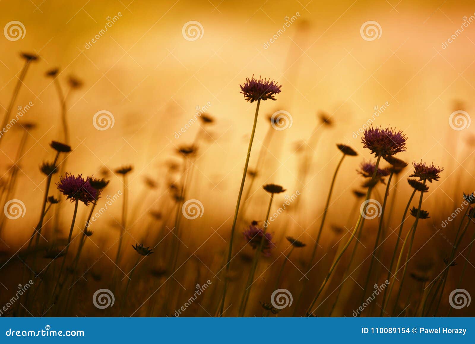 Cornflower at sunset 1 stock photo. Image of orange 110089154