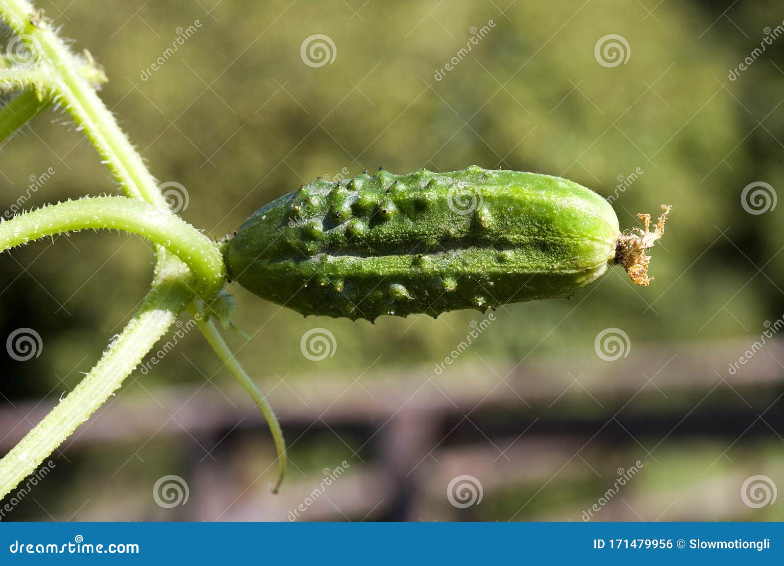 Cornichon photo stock. Image du cornichon, nourriture 171479956
