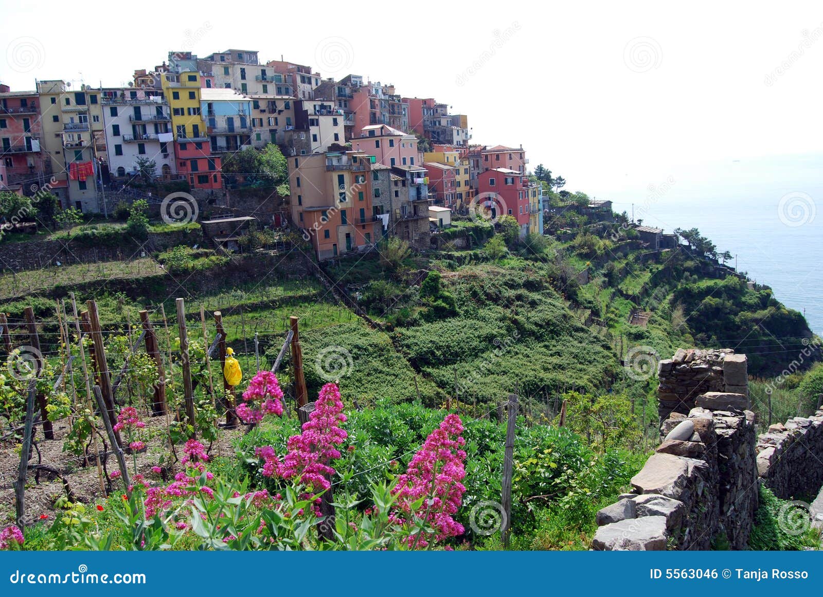 corniglia-cinque terre