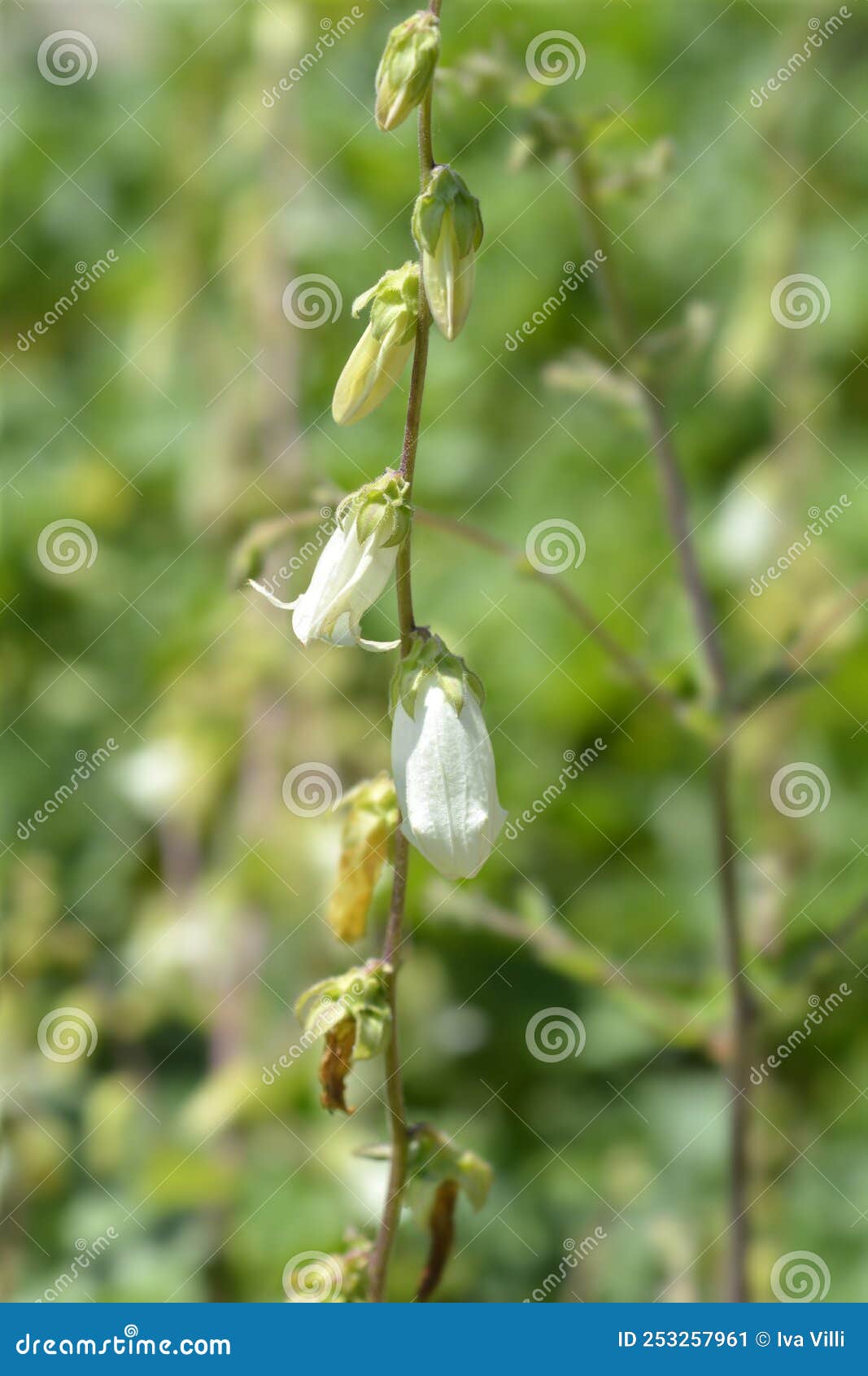 Cornish bellflower stock image. Image of spring, botany 253257961