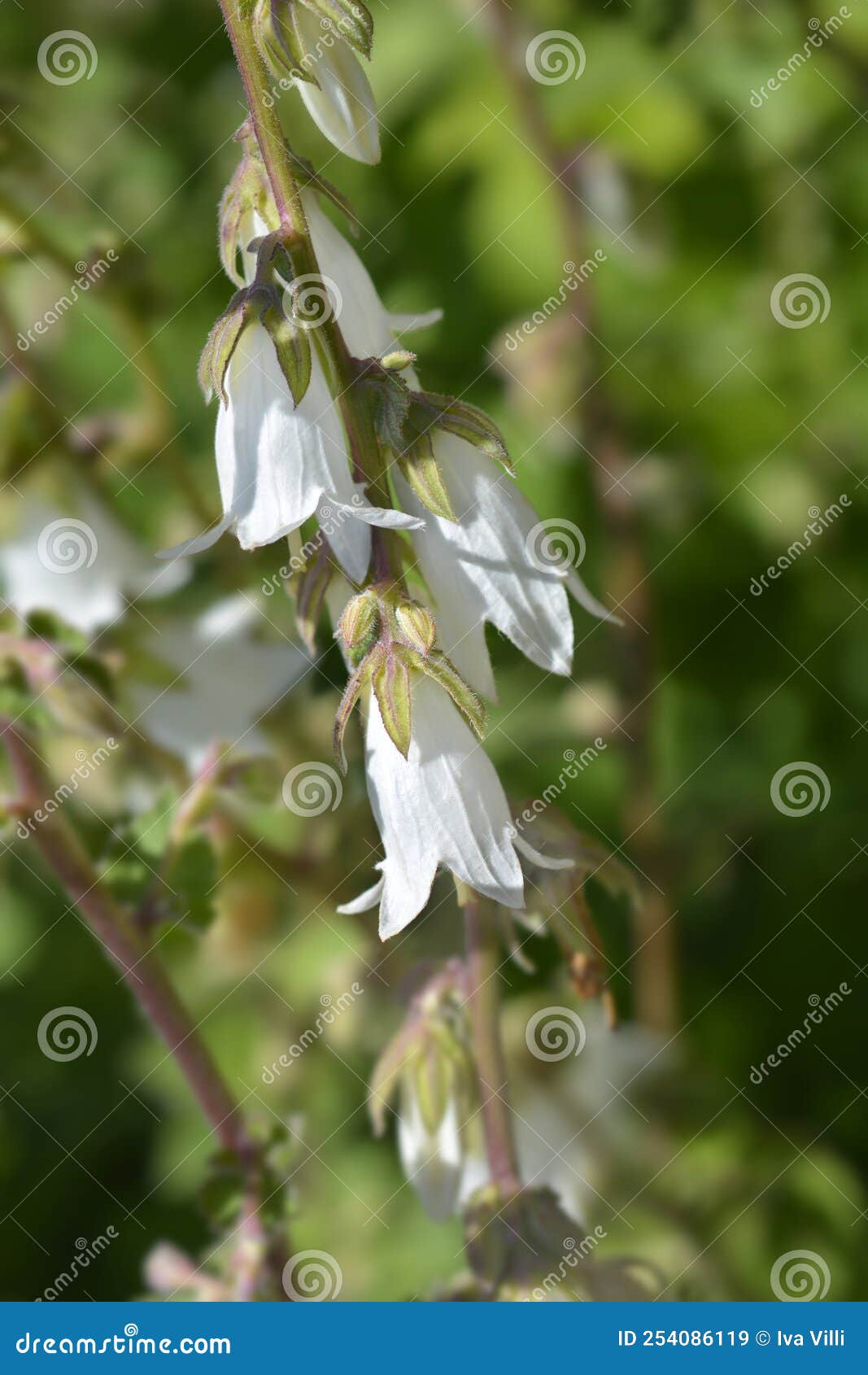 Cornish bellflower stock image. Image of garden, plant 254086119