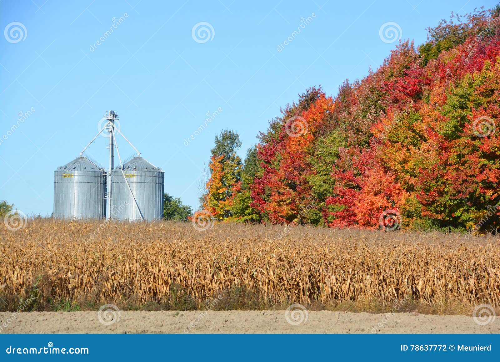 corns farms
