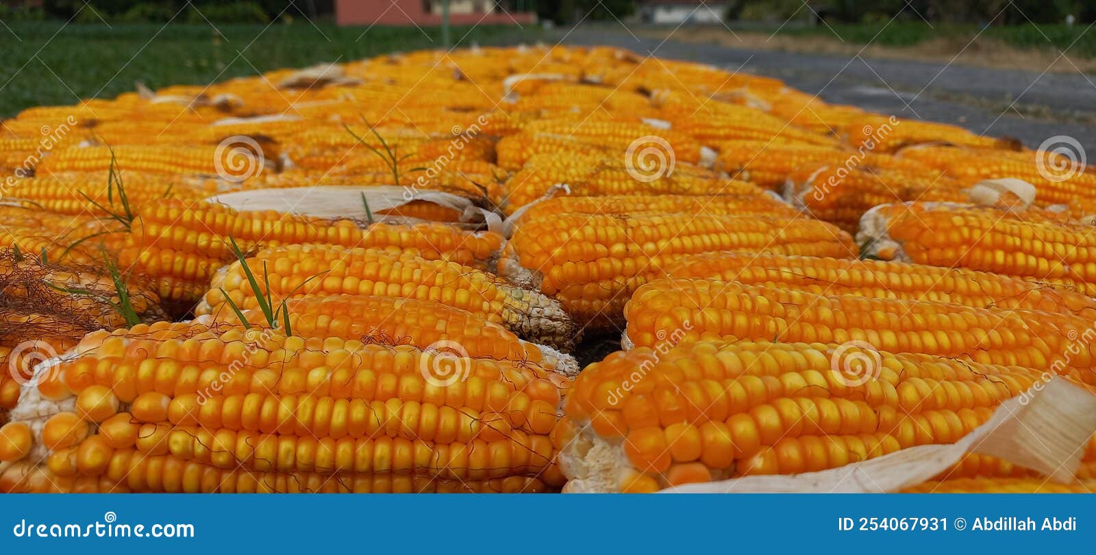 Corns Zea Mays L Planting by Farmers Stock Image Image of fields