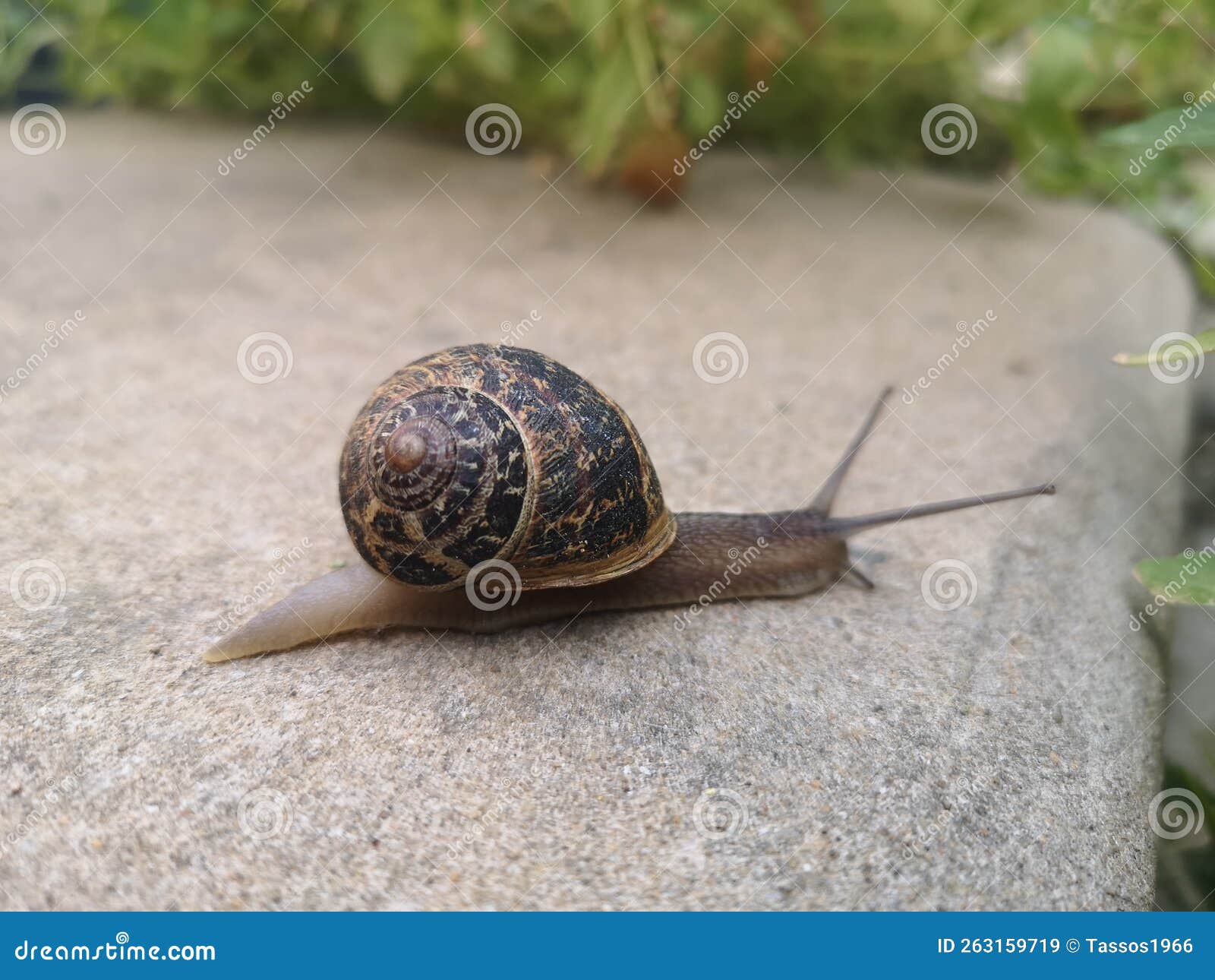 Cornu aspersum, Crete stock image. Image of garden, brown 263159719