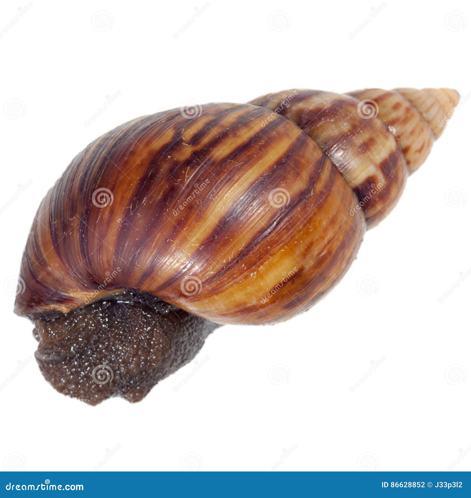 cornu aspersum inside a shell