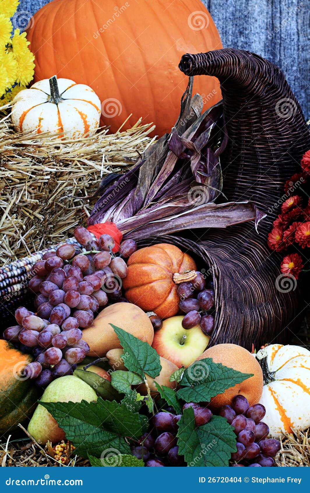 Cornucopia or Horn of Plenty Stock Photo Image of apple, gourds 26720404