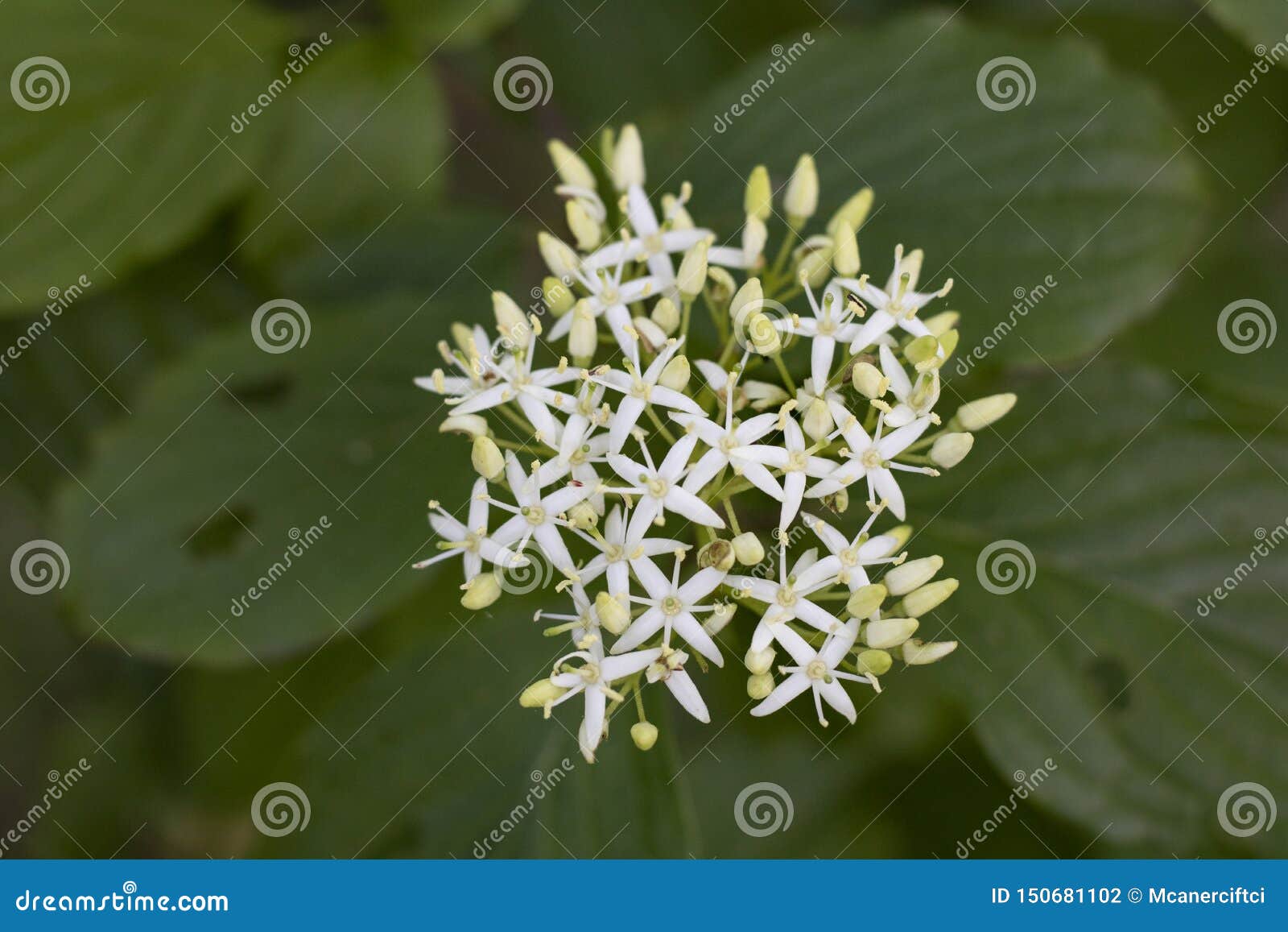 cornus alba (red barked dogwood) blossom and leaves