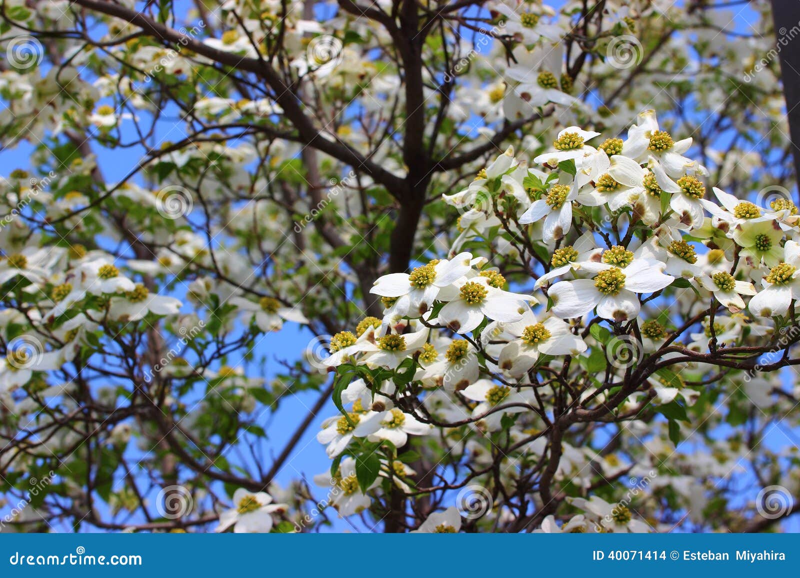 cornus florida