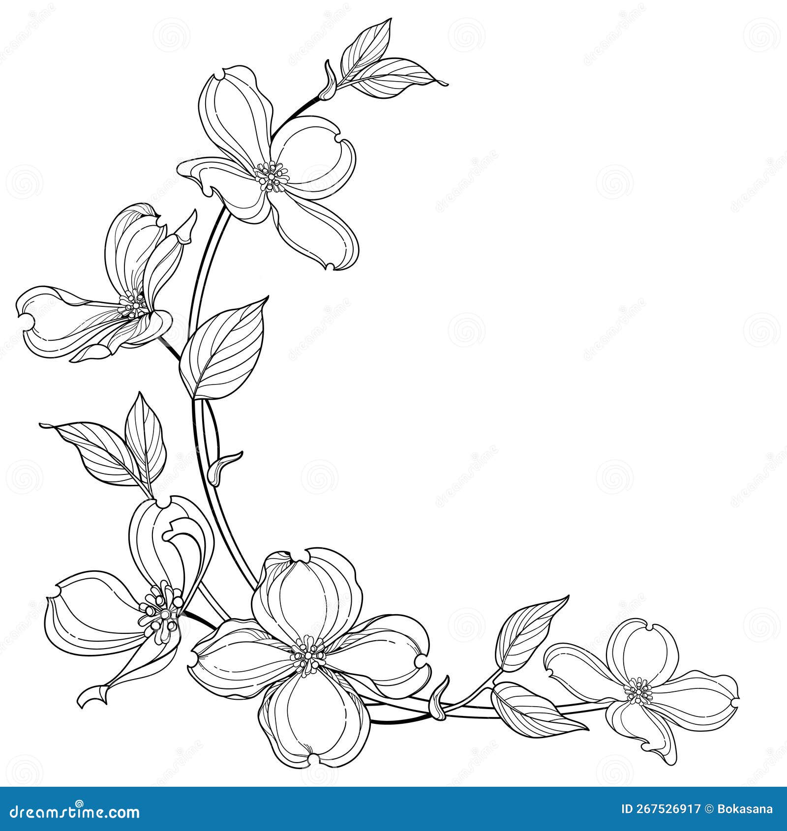  corner bunch of outline american dogwood or cornus florida flowers and leaves in black  on white background.