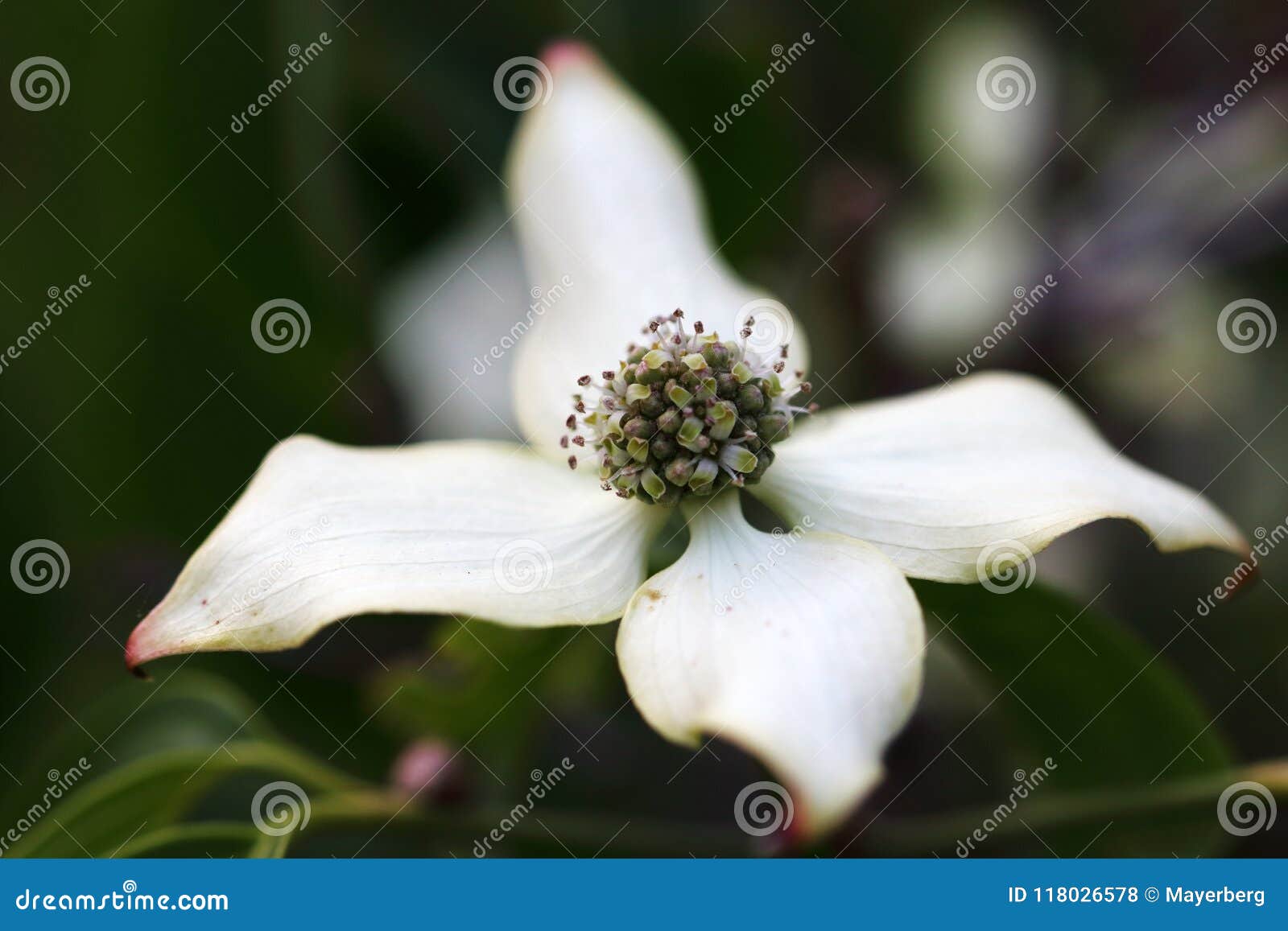 Cornus Kousa Come in Different Varieties and Species in Growth Forms