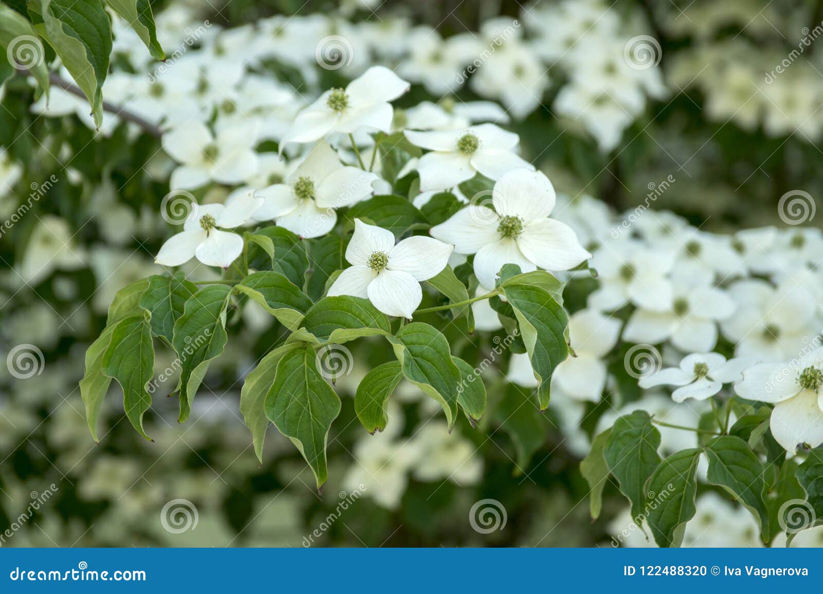 cornus kousa ornamental and beautiful flowering shrub, bright white flowers with four petals on blooming branches