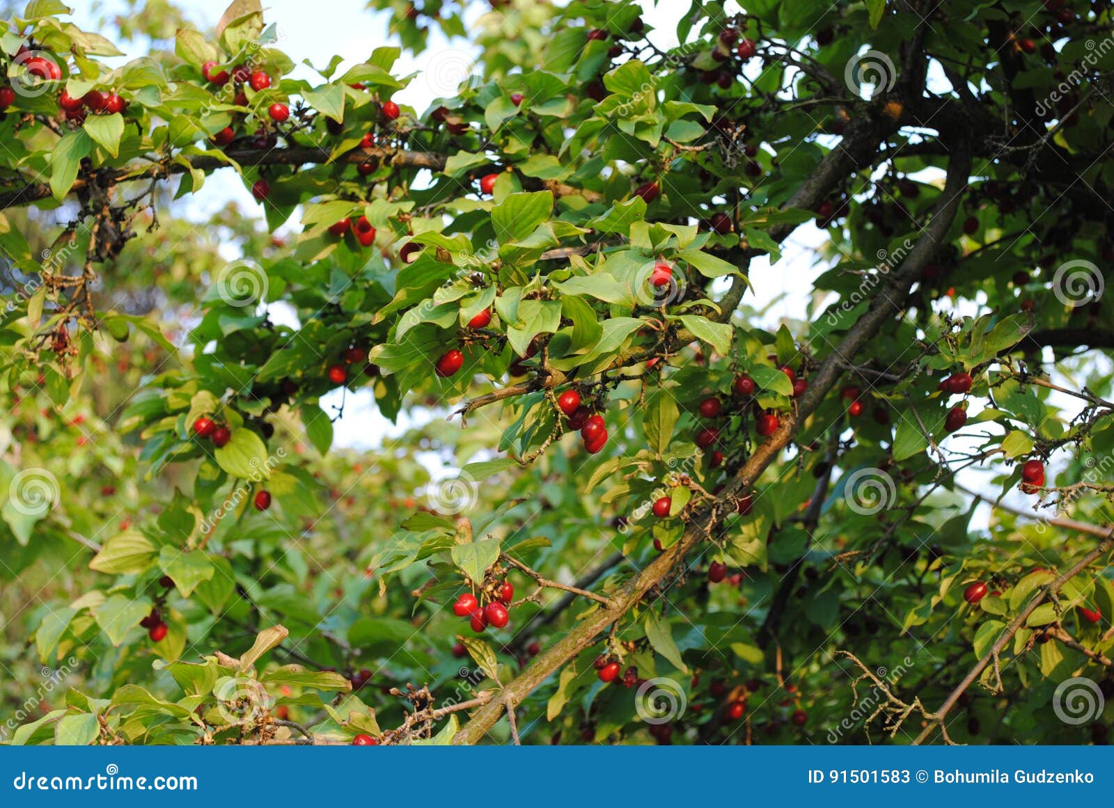 cornus mas - cornelian cherry, european cornel, cornelian cherry dogwood