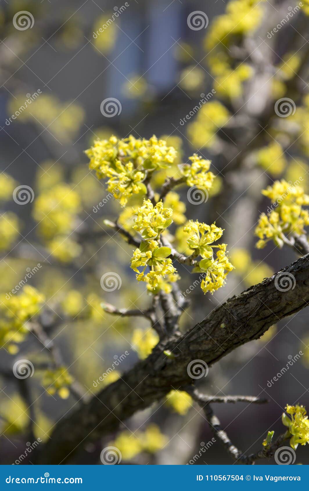 Obstbäume mit gelben Blüten