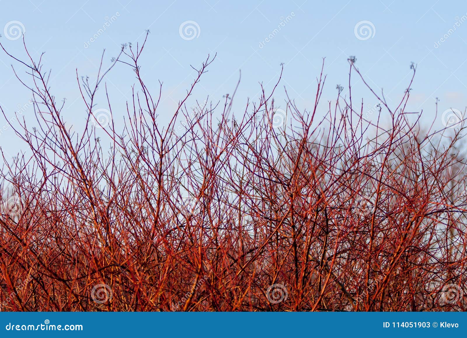 cornus sanguinea. brightly red branches of the tree dogwood in the spring forest at sunset in april. backlit sunlight