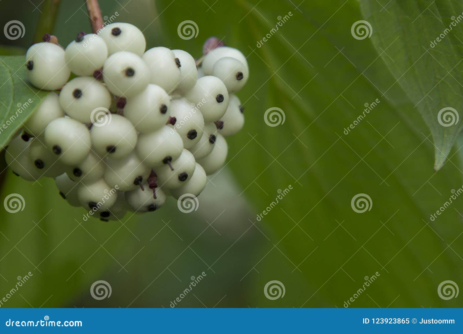 раст белые ягоды фото 26