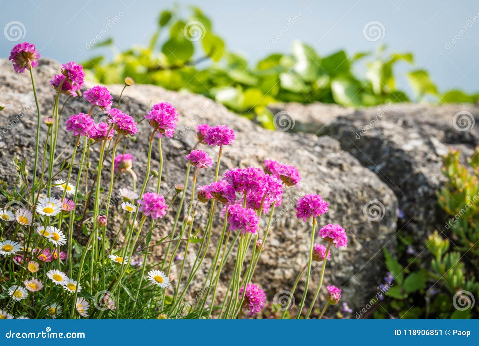 cornwall flowers called pink sea thrift