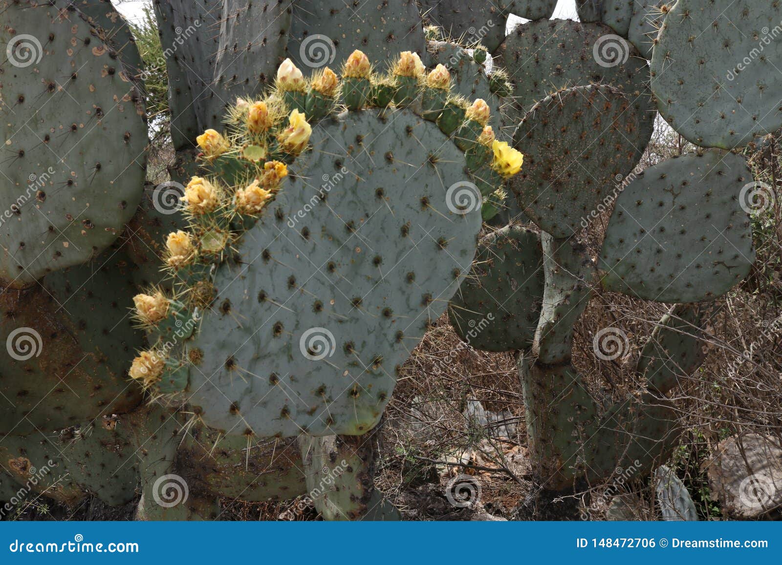 Coroa De Flores De Florescência Do Cacto Foto de Stock - Imagem de pouco,  espinhos: 148472706