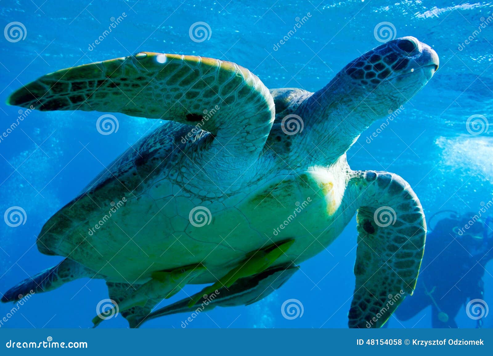 Coroa Vermelha Island. Meeresschildkröte auf dem blauen Hintergrund