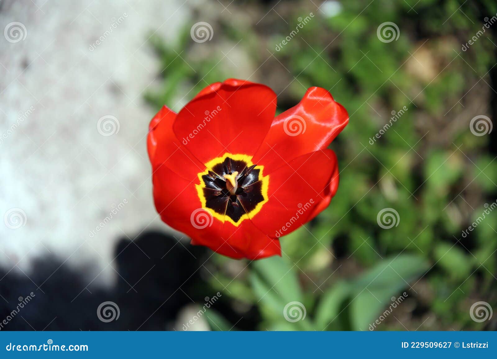 Corolle Orange Jaune Et Noire D'une Tulipe Vue D'en Haut Avec Lit à Fleurs  En Arrière-plan Image stock - Image du fleur, above: 229509627