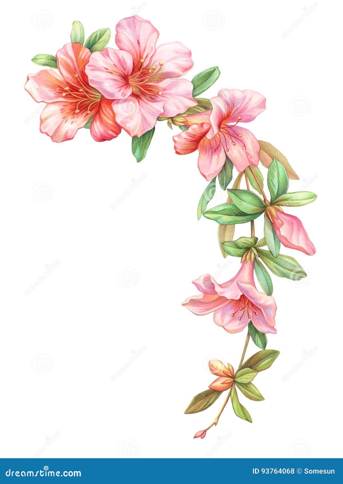 Corona D Annata Della Ghirlanda Dei Fiori Dell Azalea Della Rosa Rosa Di Bianco Isolata Su Fondo Bianco Illustrazione Colorata De Illustrazione Di Stock Illustrazione Di Invito Decorazione