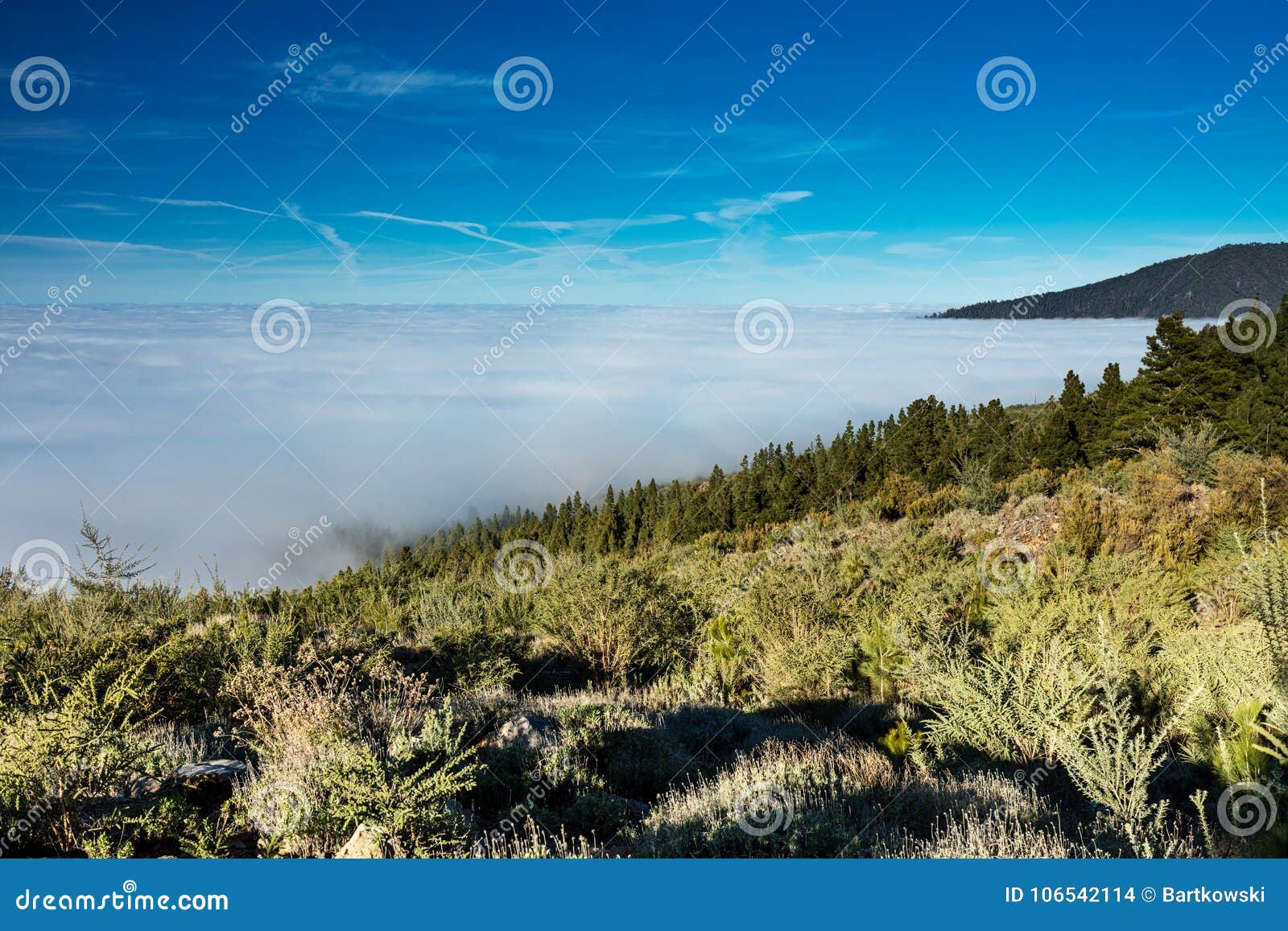 corona forestal natural park, tenerife, canary islands - massive forest positioned at a high altitude above the clouds, surroundin