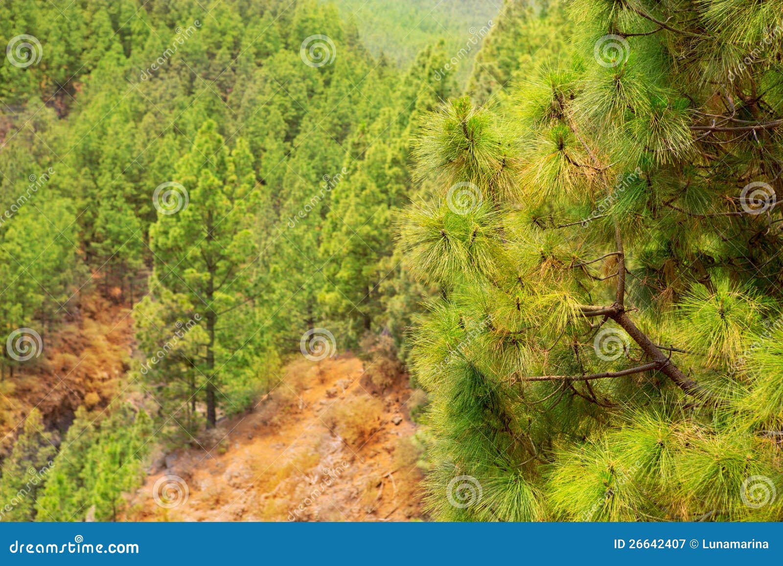 corona forestal in teide national park at tenerife