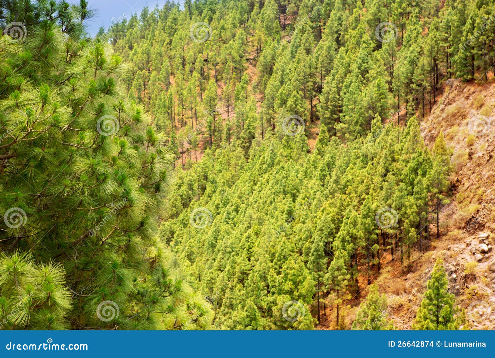 corona forestal in teide national park at tenerife