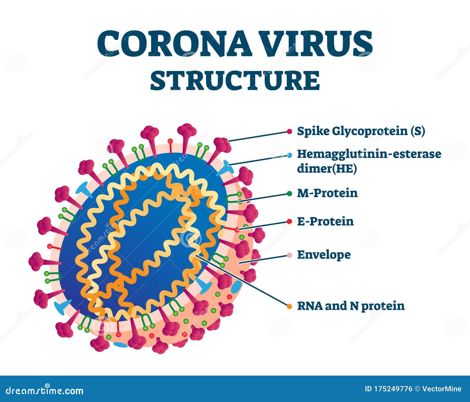  Diagram Of Corona Virus  Particle Structure Cartoon Vector 
