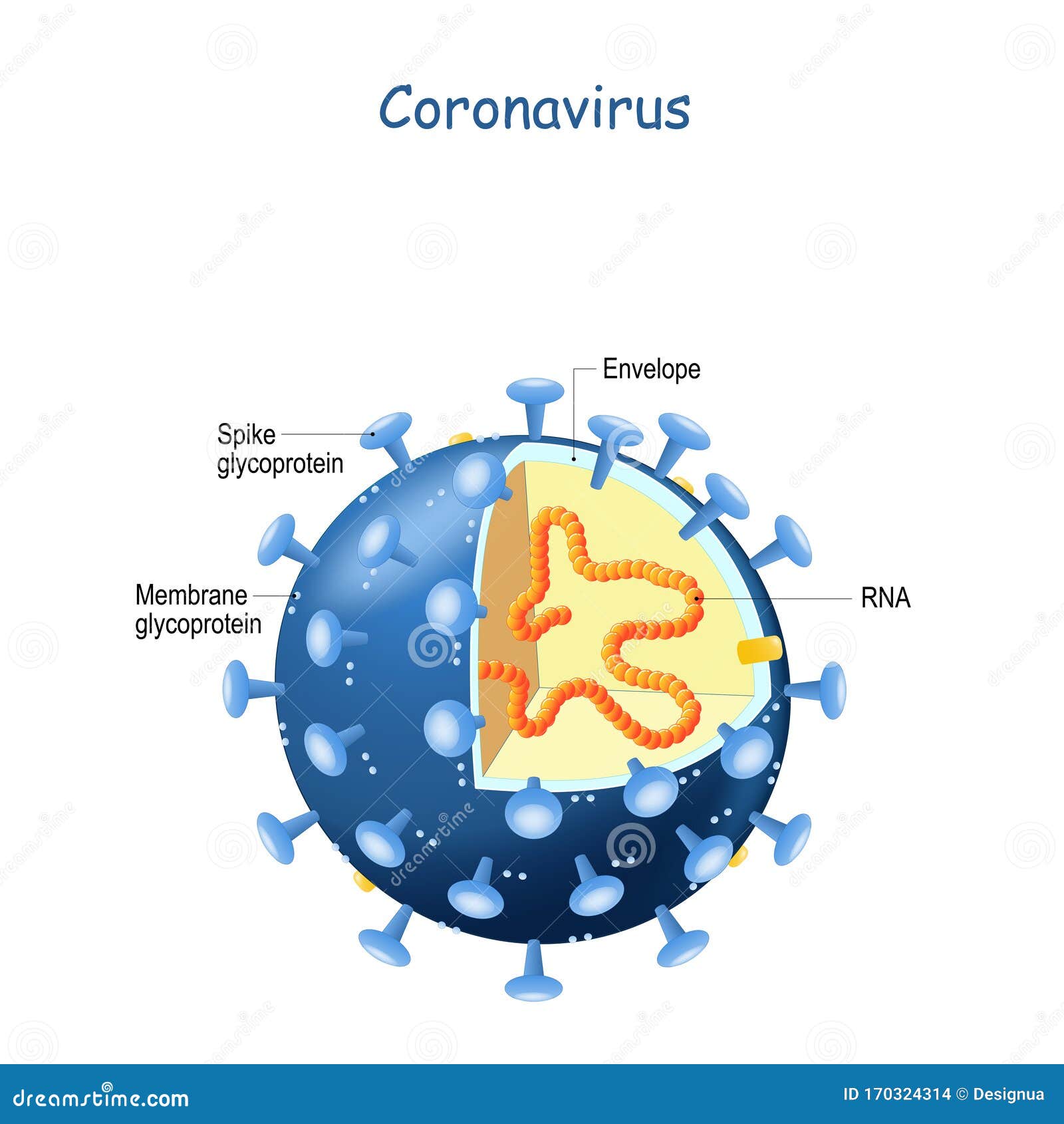 Diagram Of Corona Virus Particle Structure Cartoon Vector