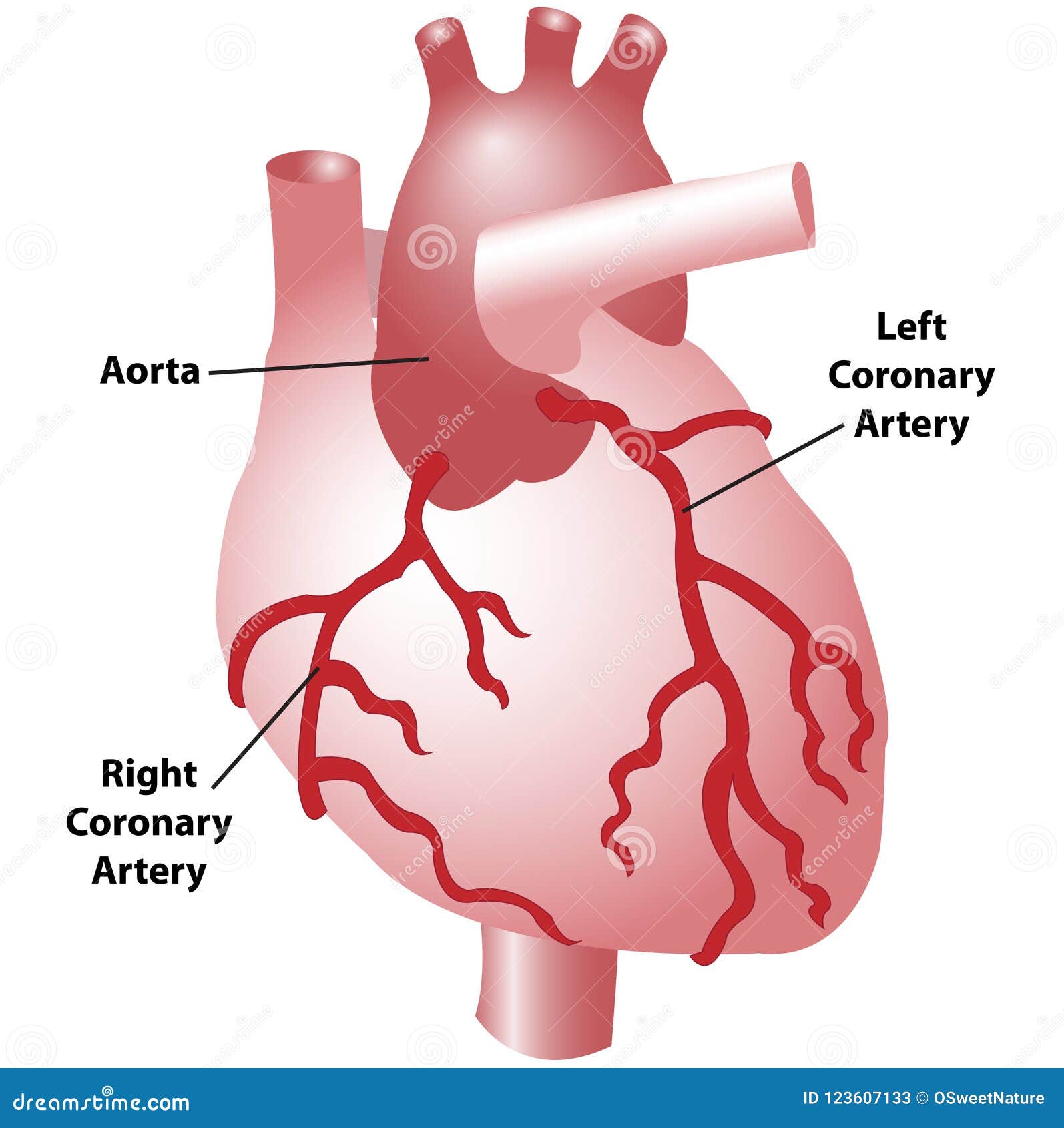 Coronary Arteries Of The Heart Stock Illustration Illustration