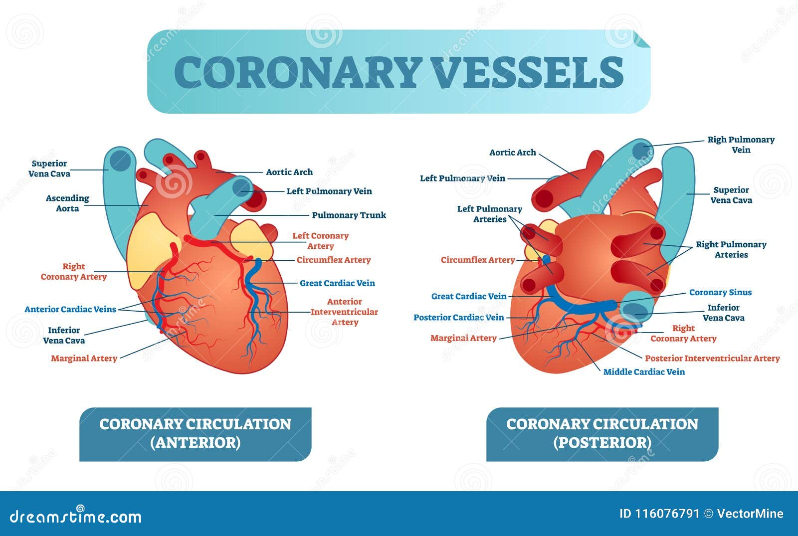 Coronary Vessels Anatomical Health Care Vector ...