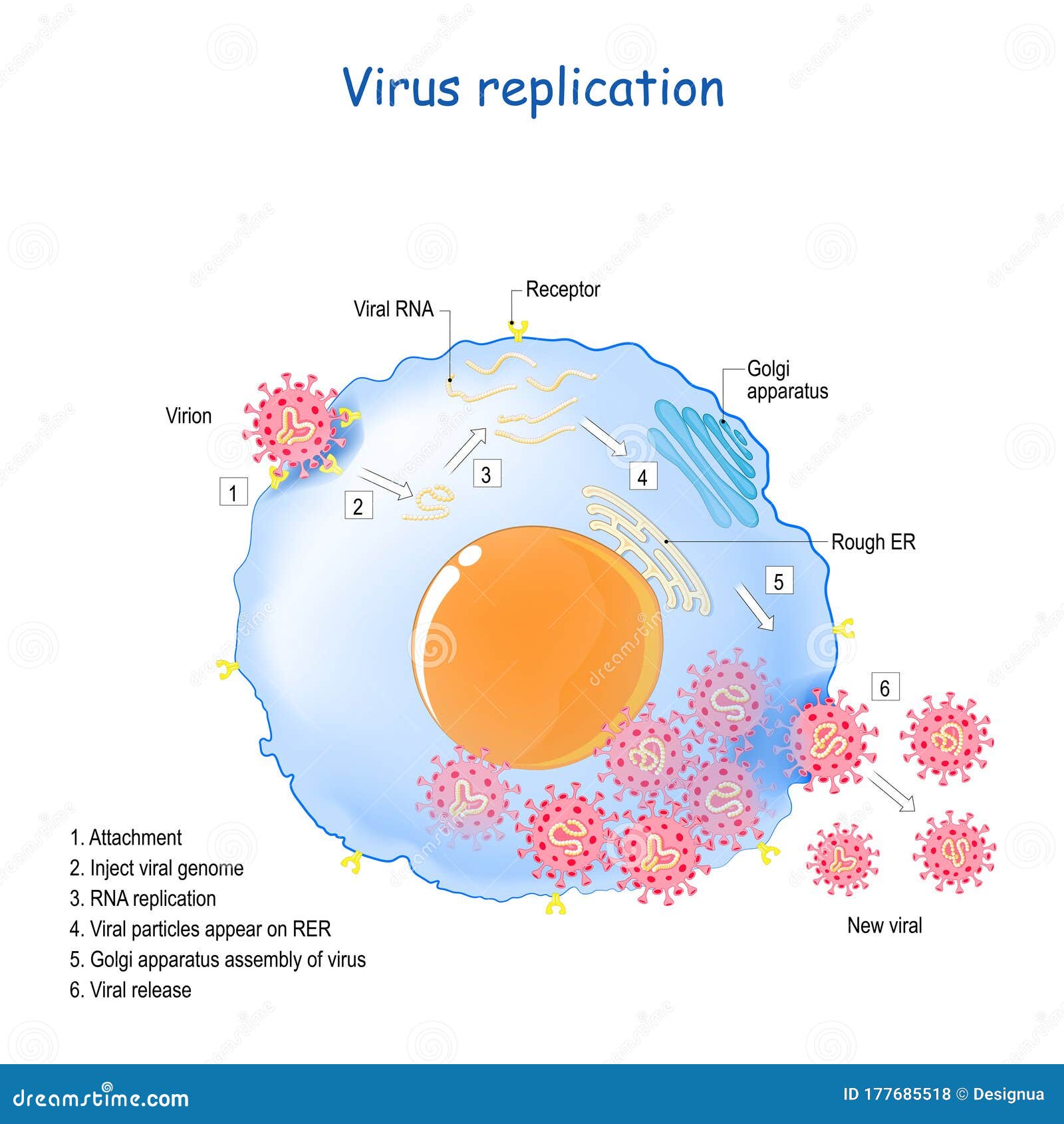 coronavirus replication. life cycle of rna viruses