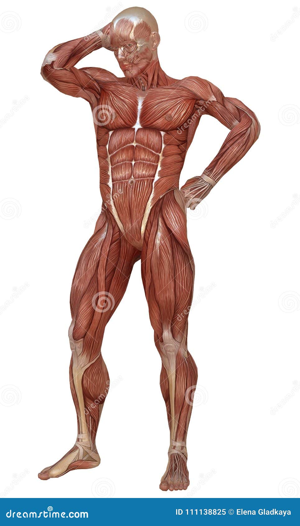 Corpo Maschio Senza Pelle Anatomia Ed Illustrazione Dei Muscoli D