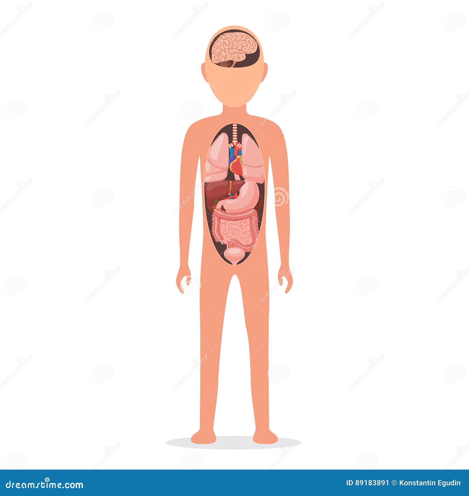 Corpo Umano Con Gli Organi Interni Illustrazione Vettoriale Illustrazione Di Interno Biologia 11
