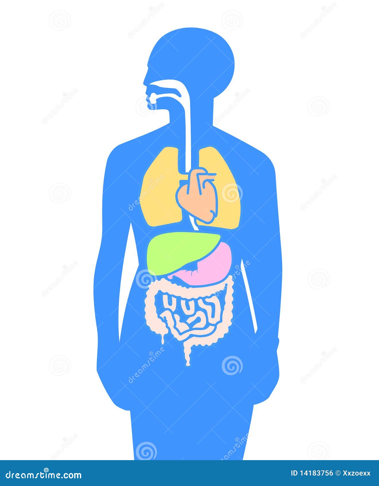 Corpo Umano Degli Organi Interni Illustrazione Vettoriale Illustrazione Di Muscolo Cassa