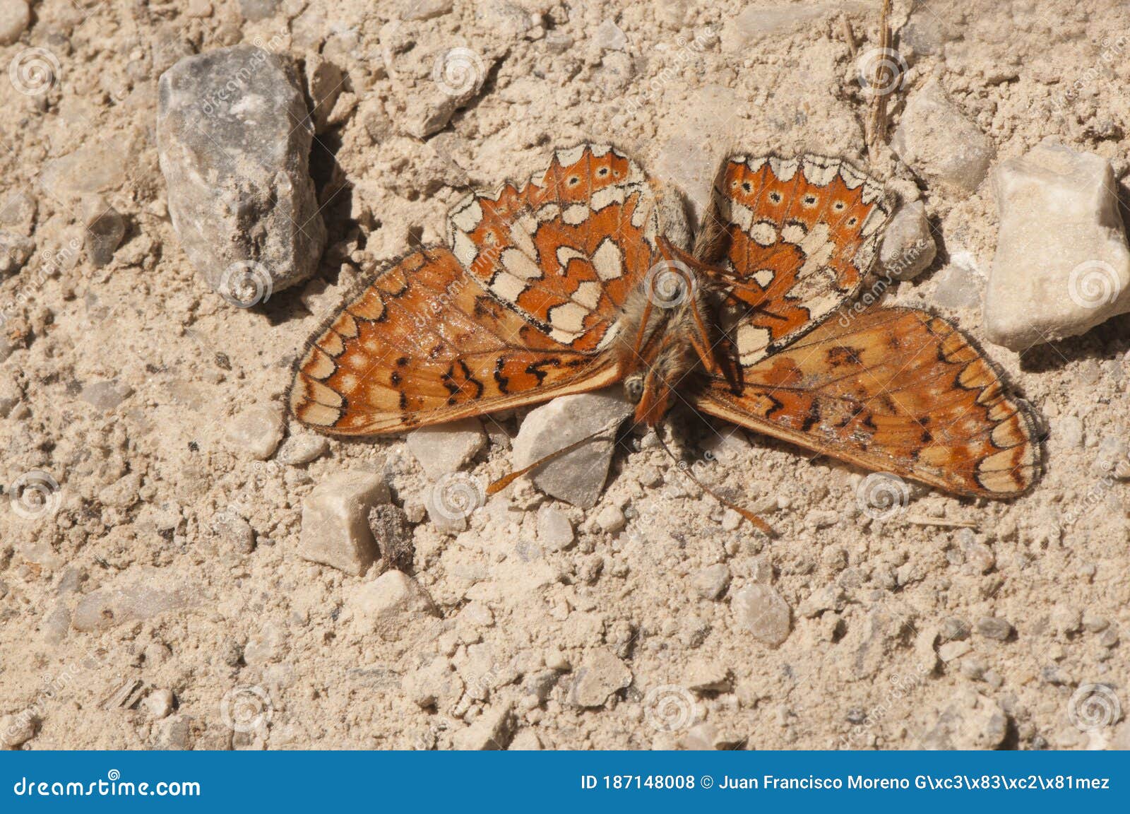 corpse of euphydryas aurinia marsh fritillary dead in the middle of a dirt road