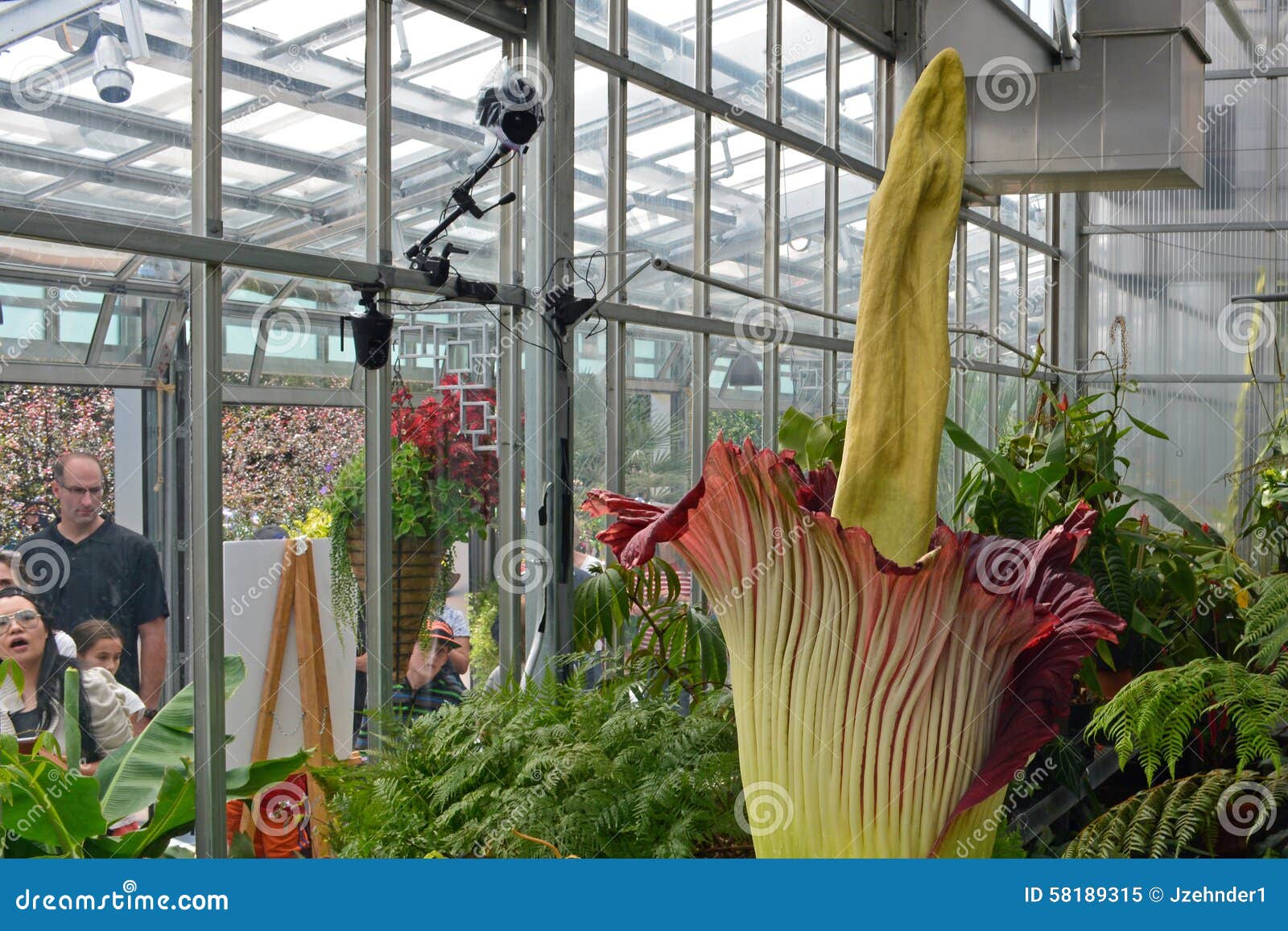 Corpse Flower Bloom Editorial Image Image Of Arrived 58189315