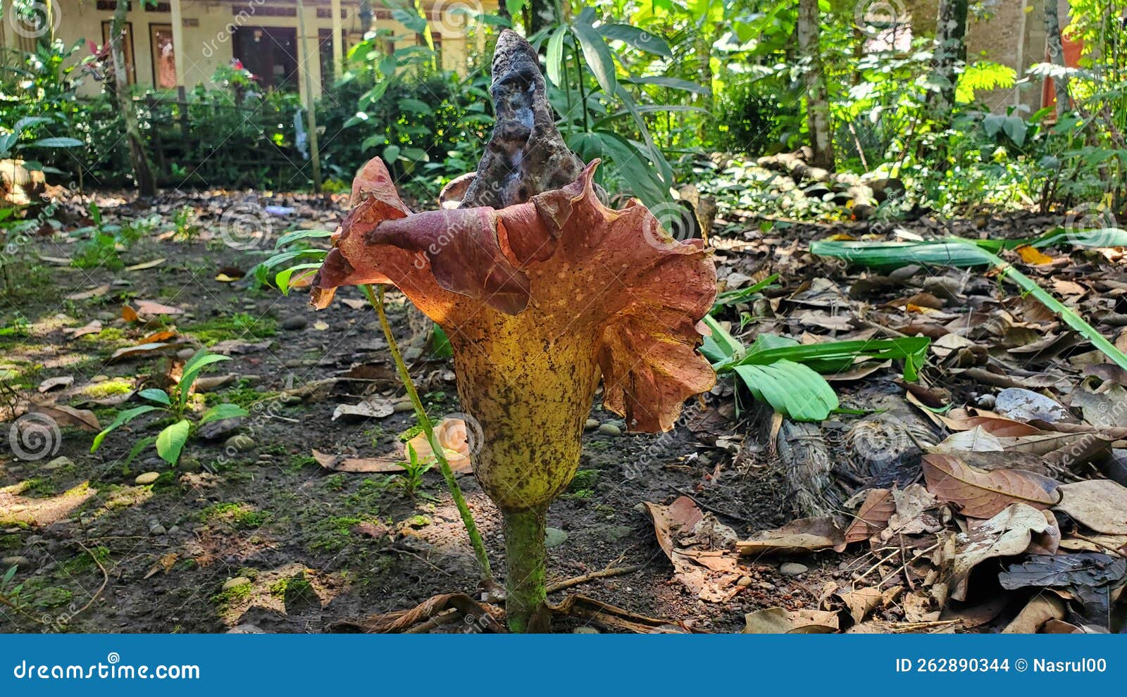 Corpse flower stock photo. Image of tree, backyard, rare 262890344