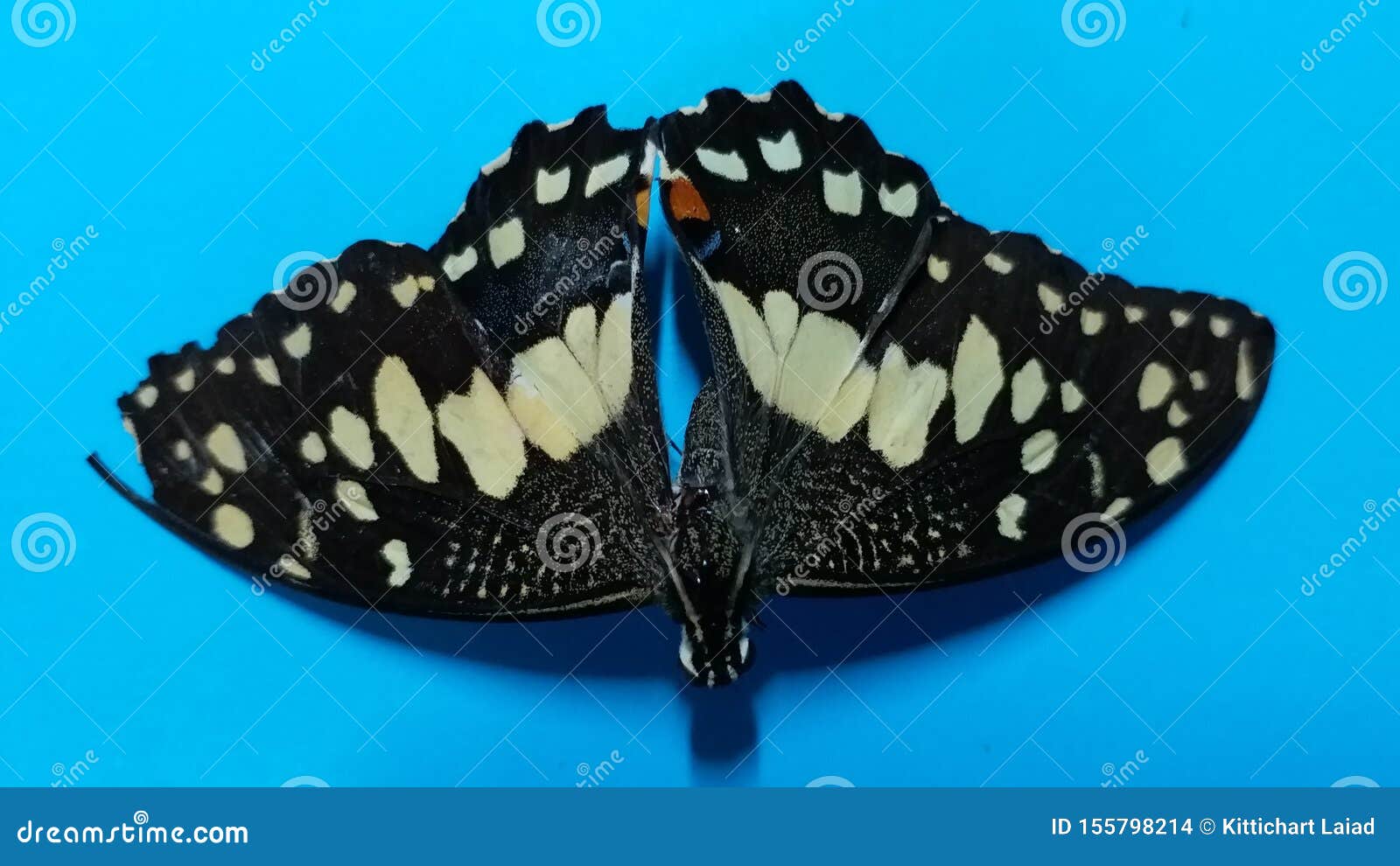 Corpse of butterfly stock photo. Image of insect, moths 155798214
