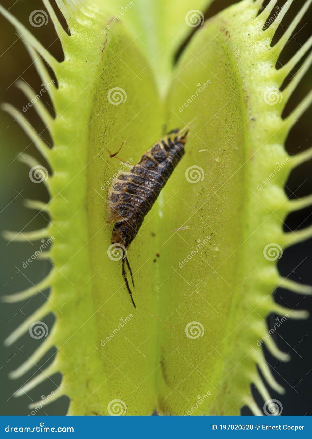 P1010019 Corpse of a Woodlouse that Was Digested by a Venus Flytrap