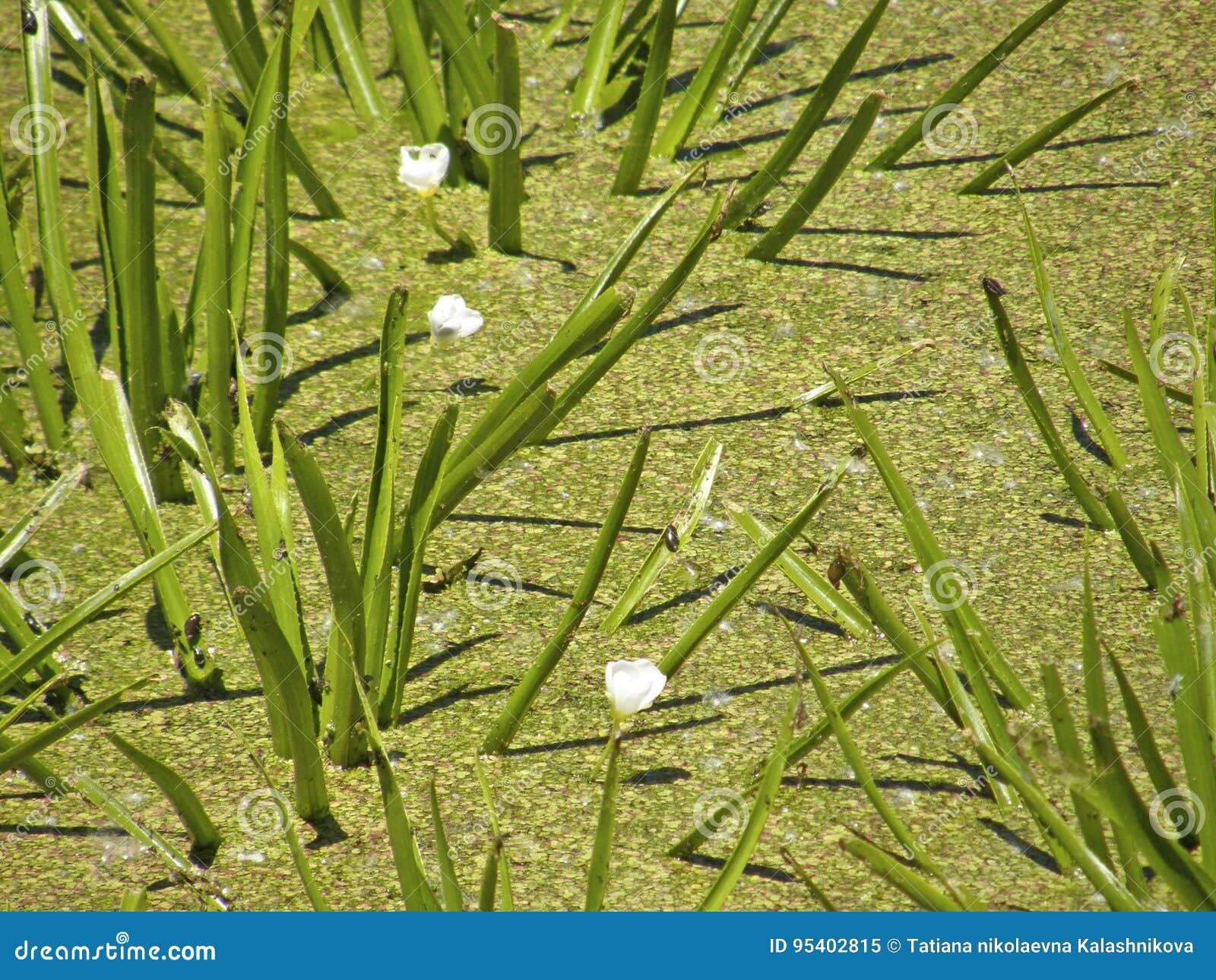 the corpuscle is ordinary or aloe-like. summer flowers.