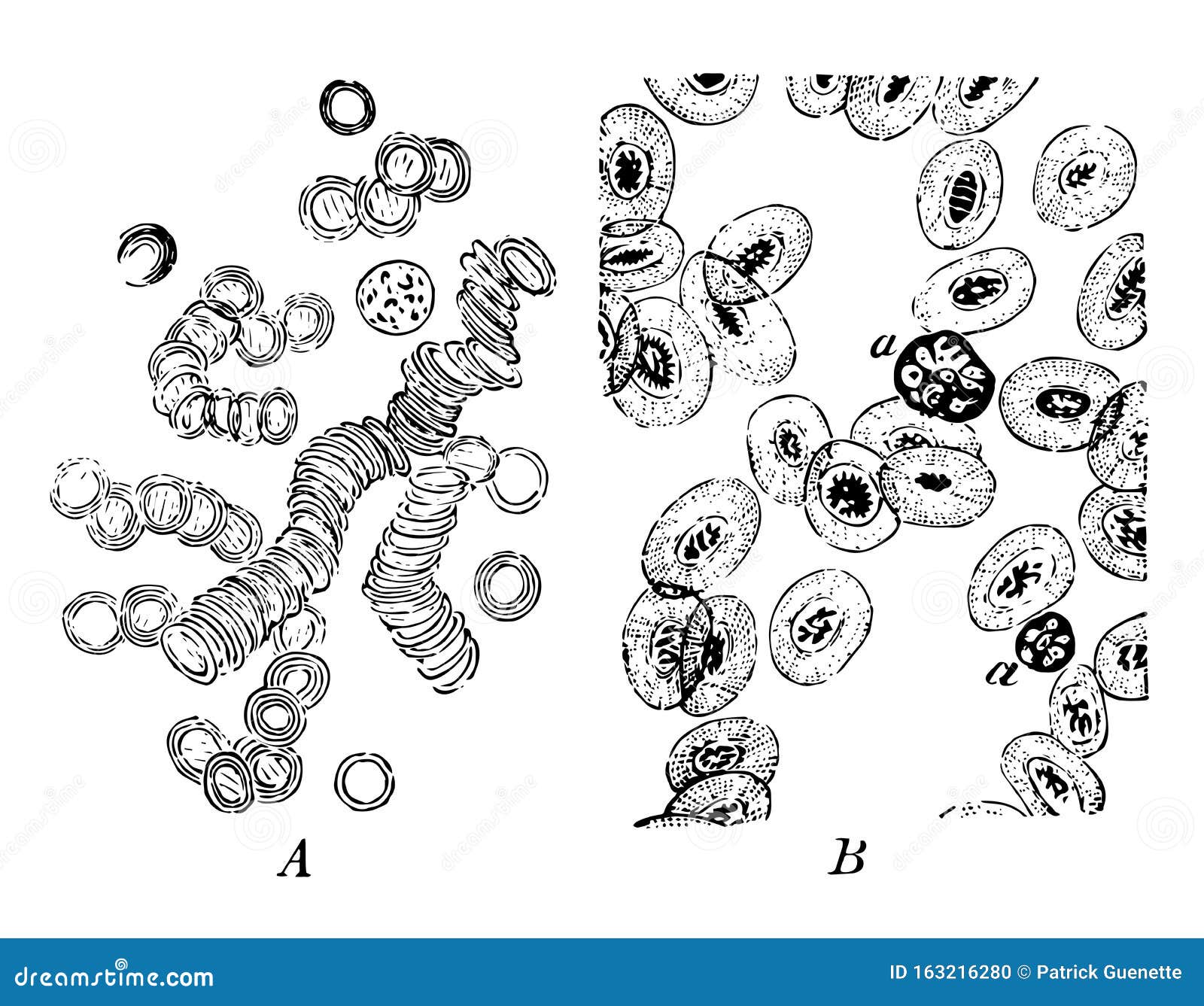 corpuscles of human and animal blood, vintage 