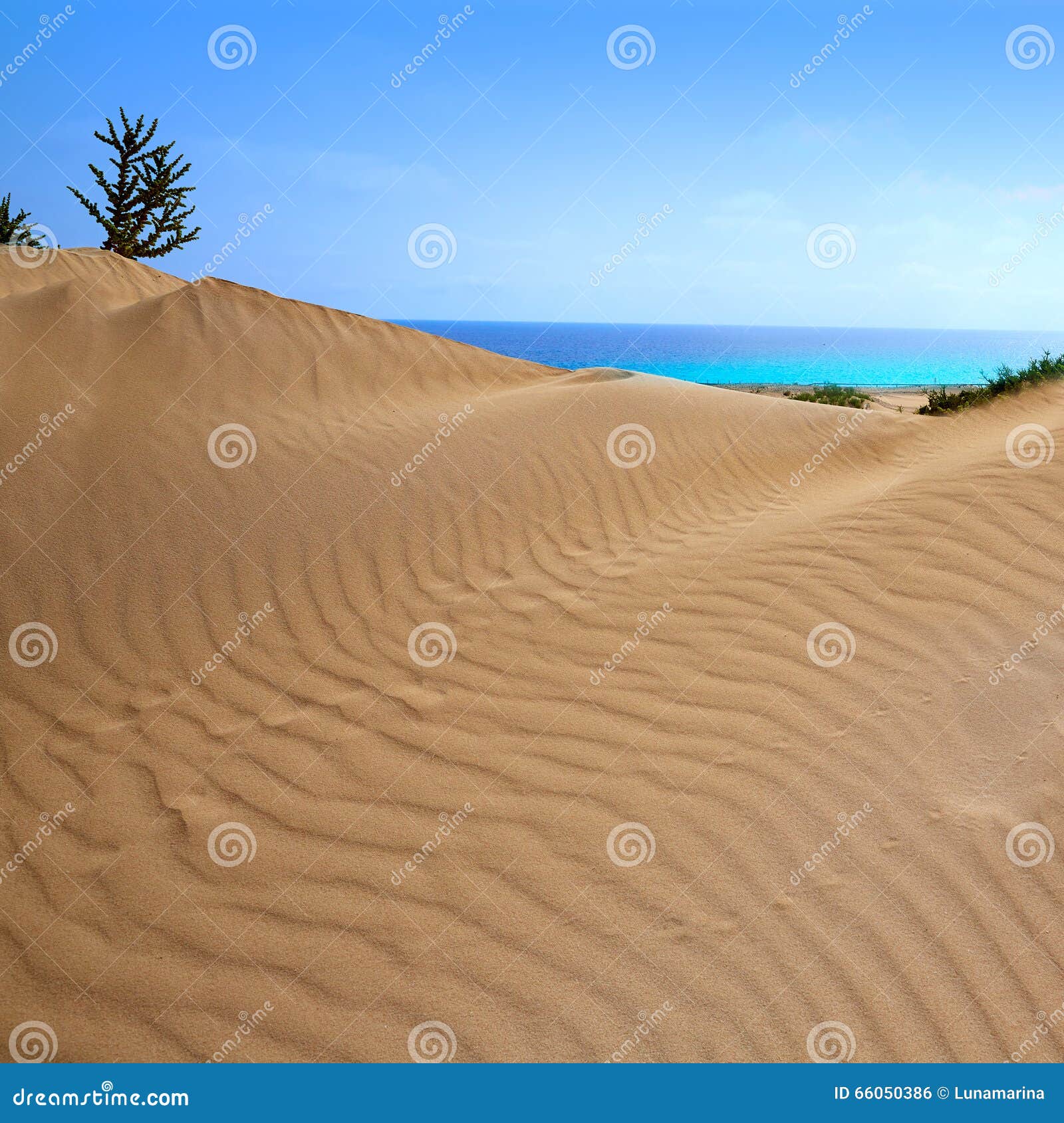 corralejo dunes fuerteventura island desert