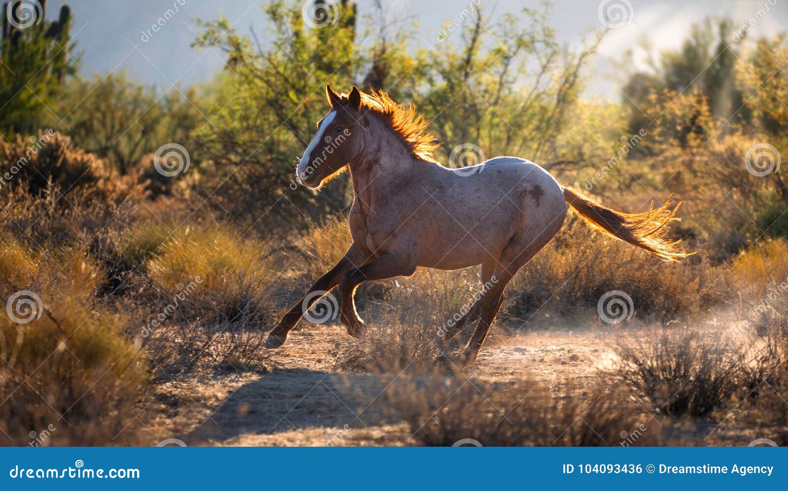 Jovem mostra pulando com cavalo - Fotos de arquivo #14932093