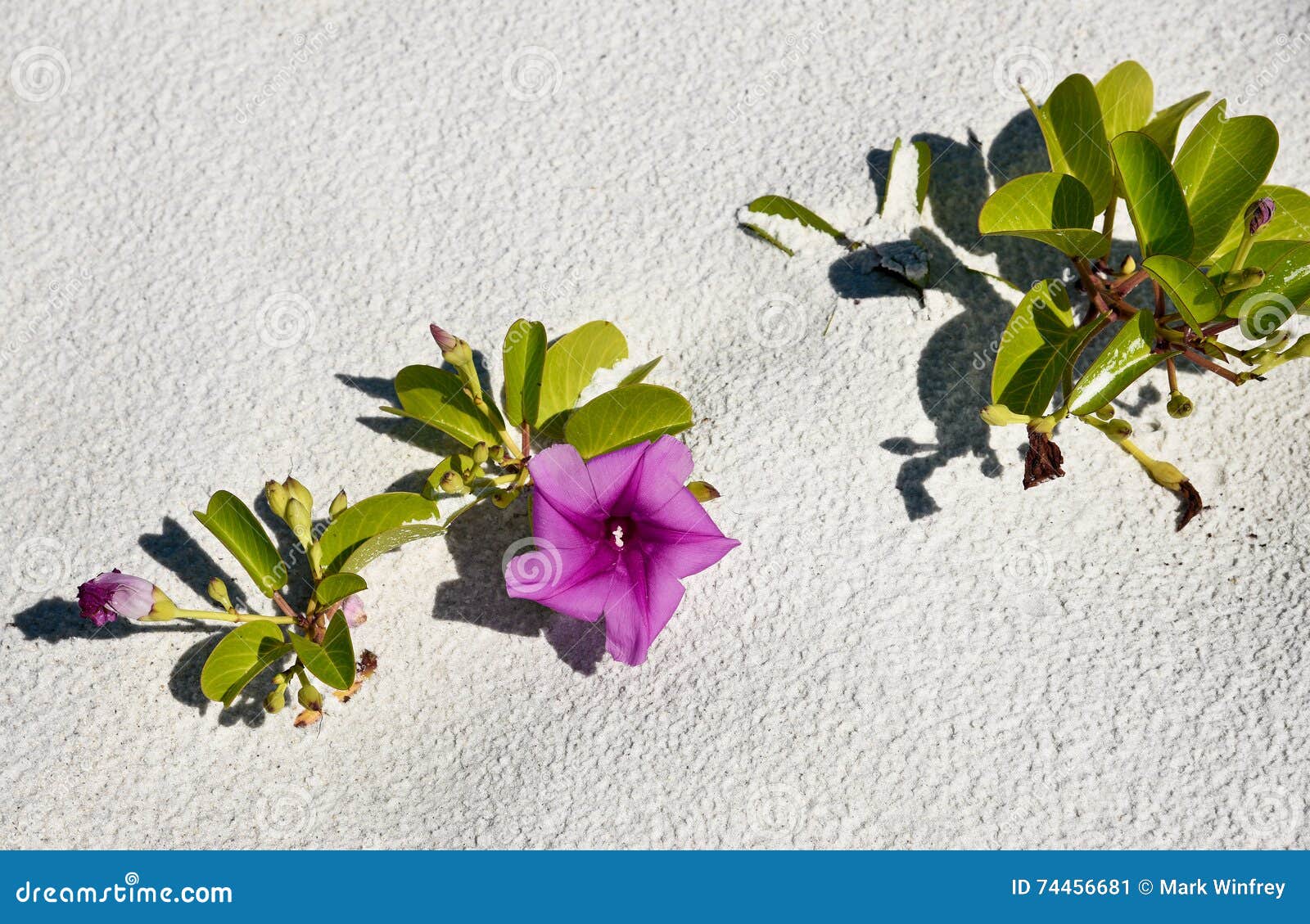 Correhuela de la playa. Una mañana Glory Railroad Vine de la playa que crece en la playa