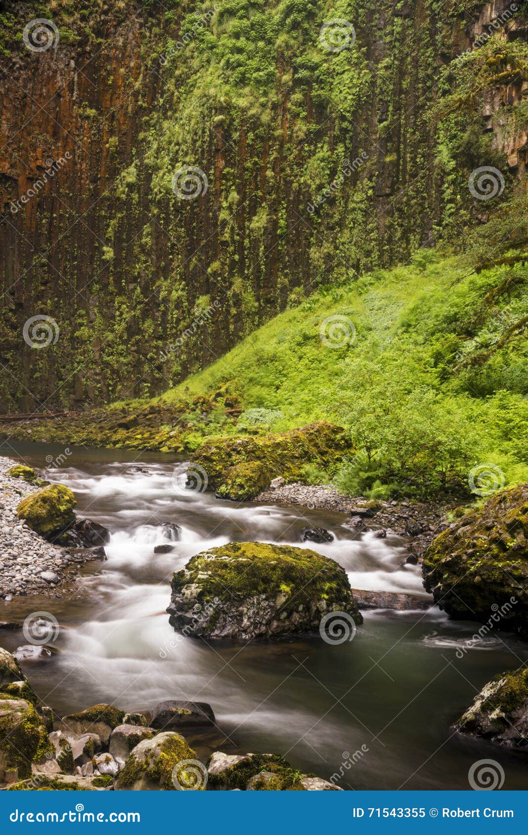 Corrente di nord-ovest pacifica della foresta con le cascate vaghe con moto