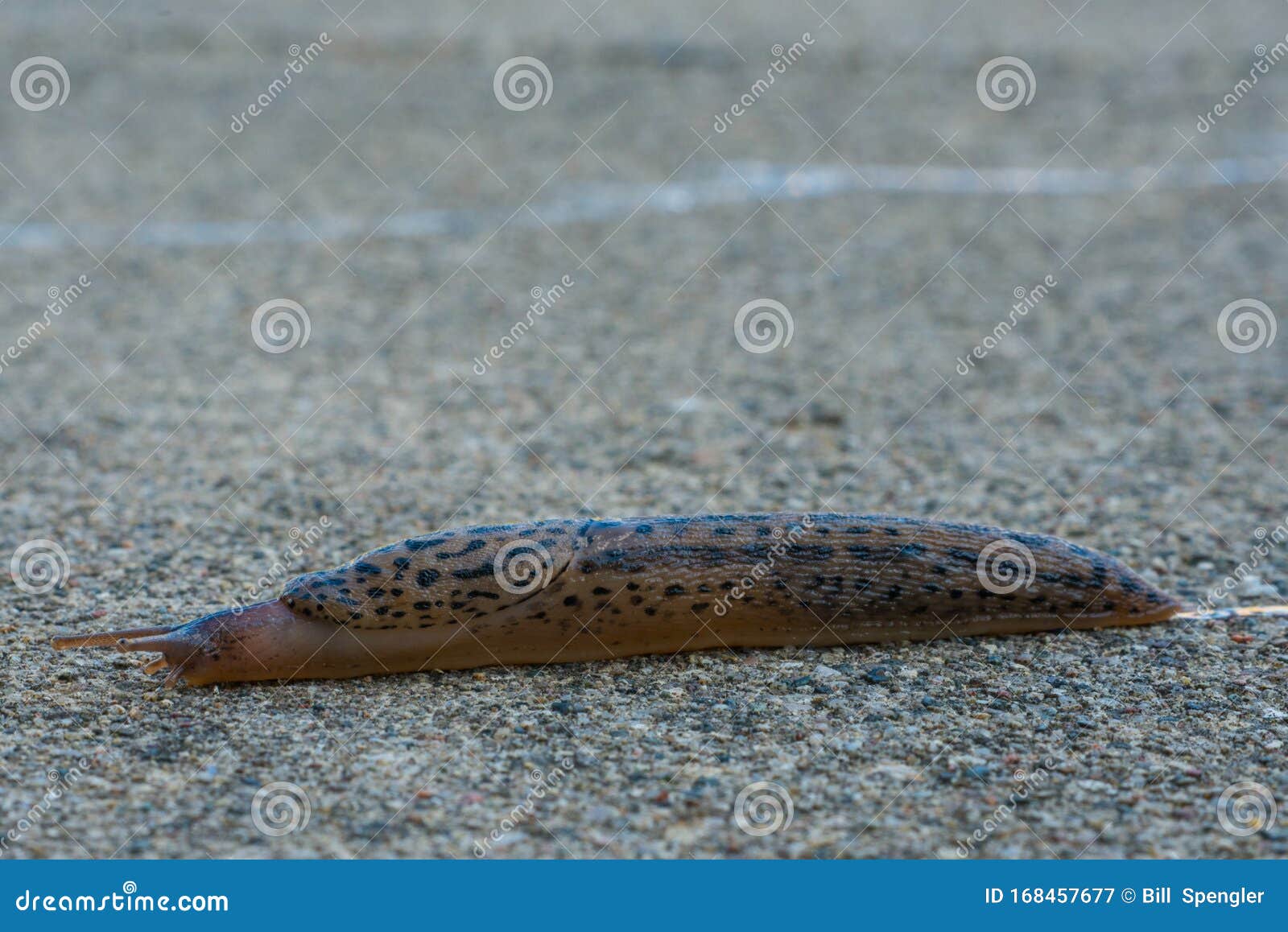 Corrida De Slug Leopardo Imagem De Stock Imagem De Concreto Corrida De Slug Leopardo Imagem De Stock Imagem De Concreto