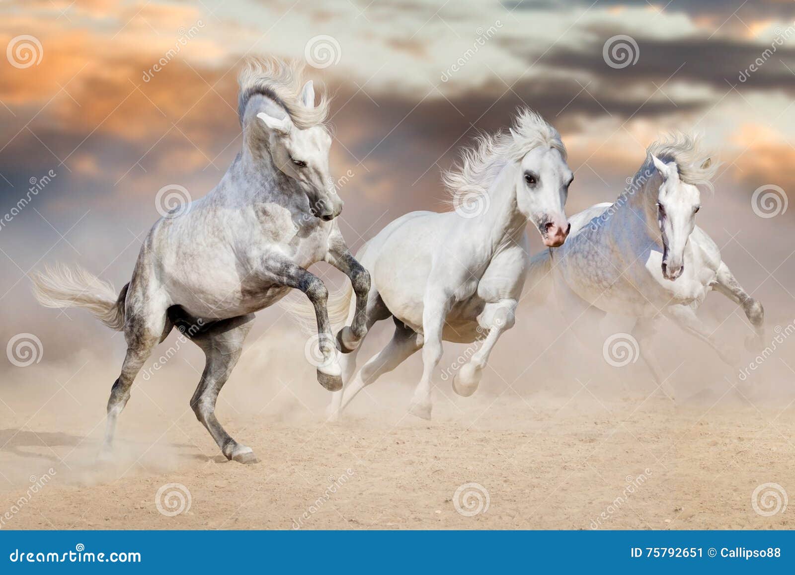 2.900+ Corrida De Obstáculos Corrida De Cavalos Fotos fotos de