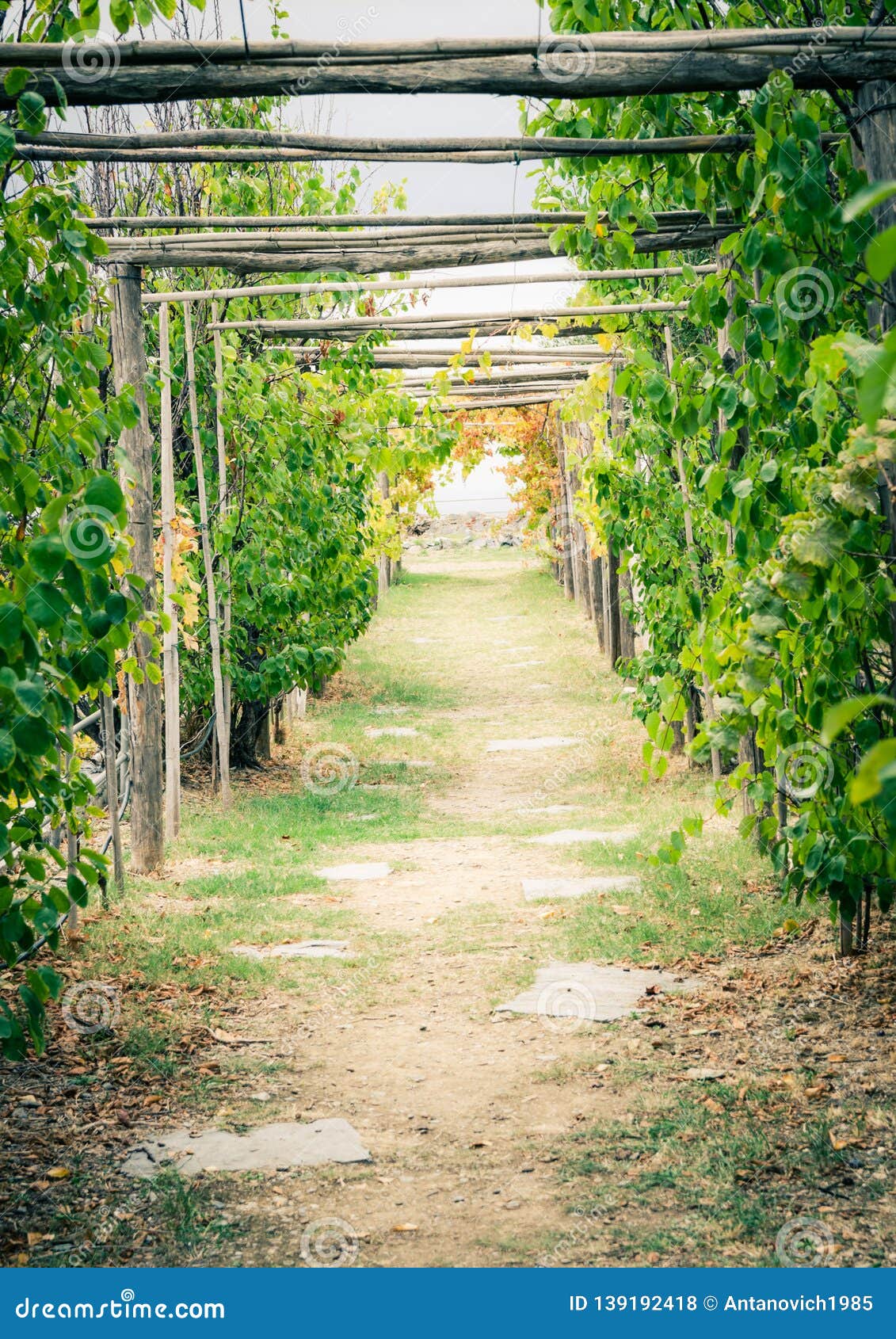 Corridor Alley Of Green Dangling Grapevine Plants On Top Of