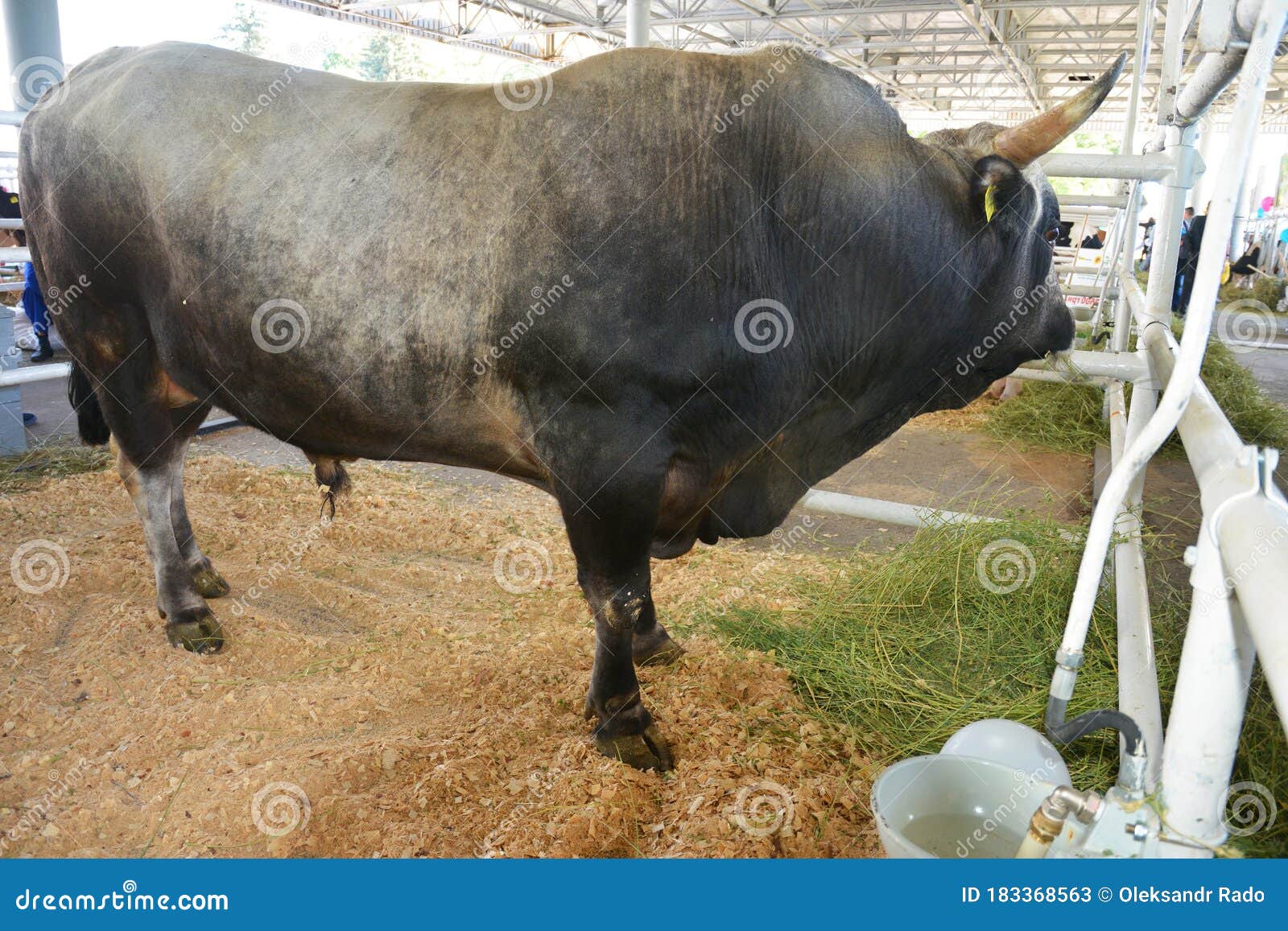 corriente cattle breed bull, also known as  criollo or chinampo cattle with long upcurving horns raised for rodeo events and meat